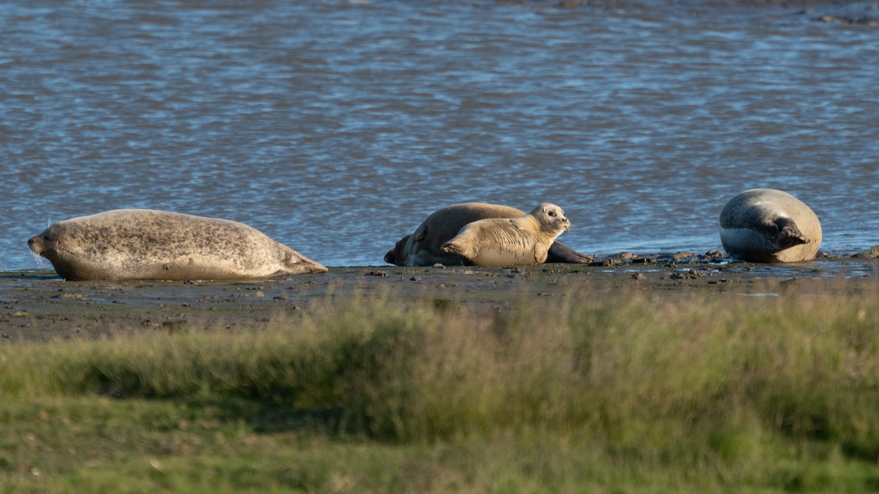 Mammals photograph — Zeehonden/Seals — naturephotography.art