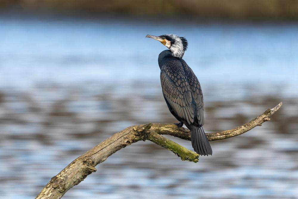 Great Cormorant, photographed in the Netherlands