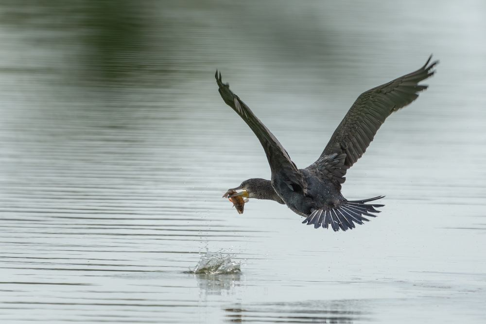 Great Cormorant photographed by Dragos Varnav