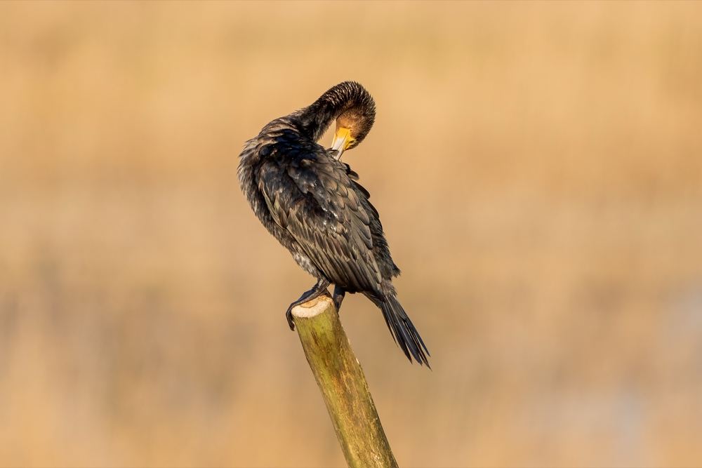 Great Cormorant photographed by Dragos Varnav