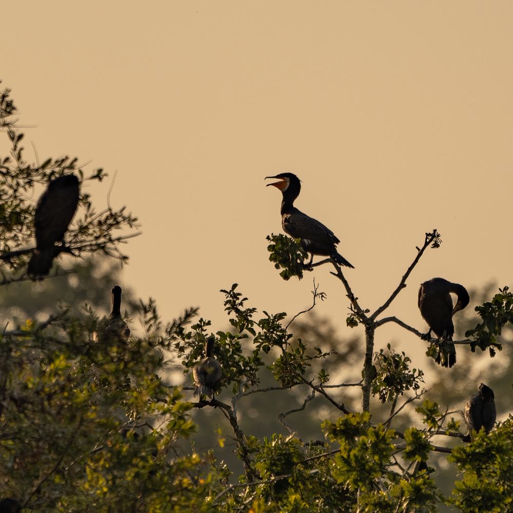 Great Cormorant photographed by Dragos Varnav