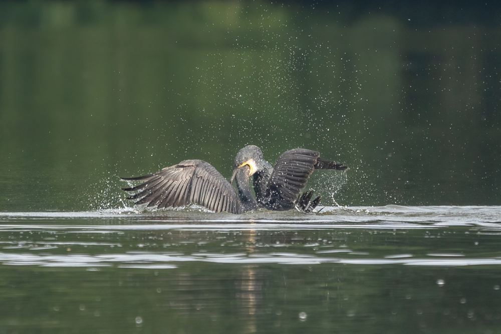 Great Cormorant photographed by Dragos Varnav