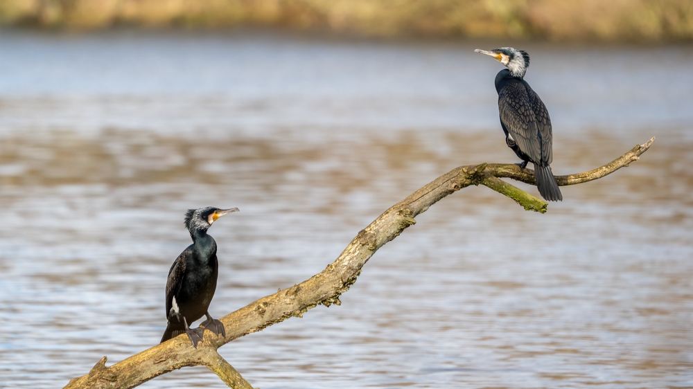 Great Cormorant photographed by Dragos Varnav