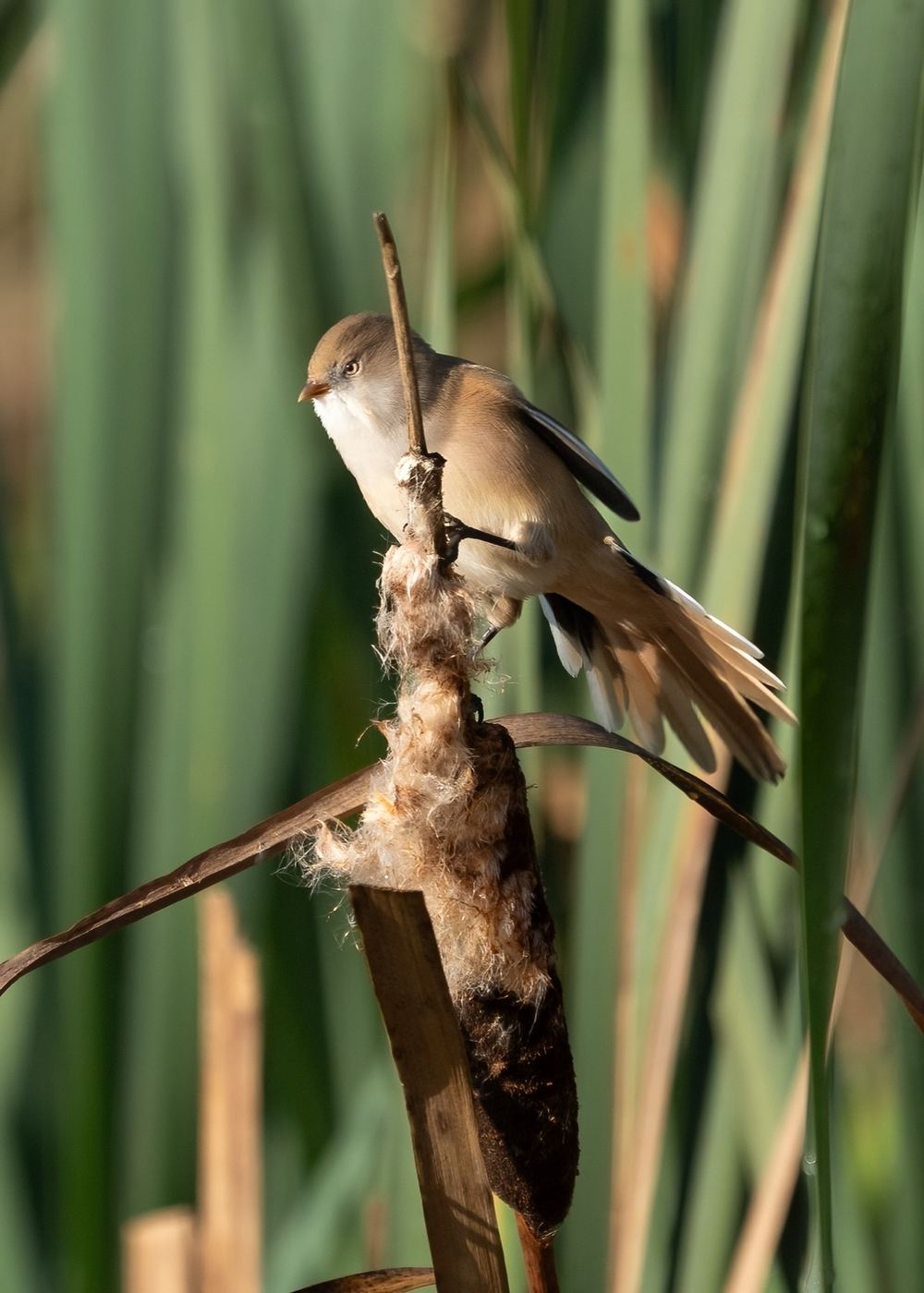 Bearded Reedling photographed by Dragos Varnav