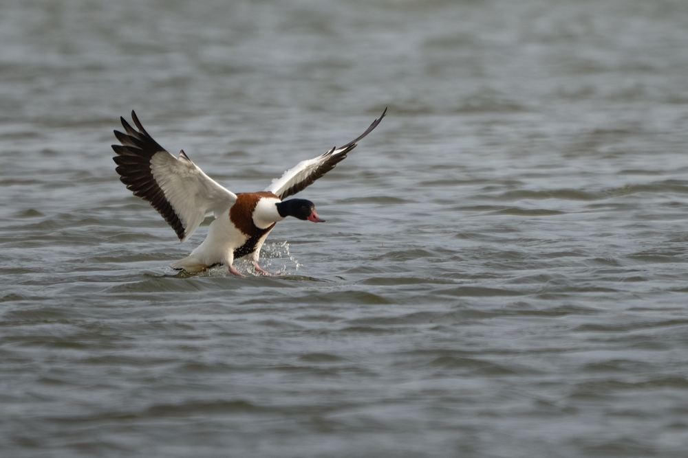 Common Shelduck photographed by Dragos Varnav