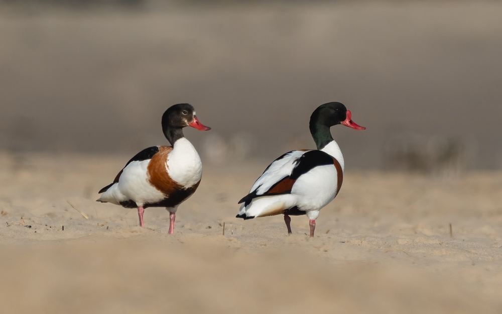 Common Shelduck photographed by Dragos Varnav