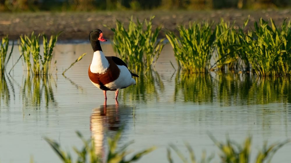 Common Shelduck, photographed in the Netherlands
