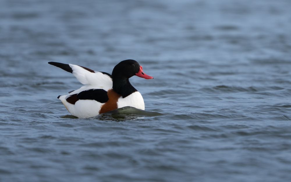 Common Shelduck photographed by Dragos Varnav