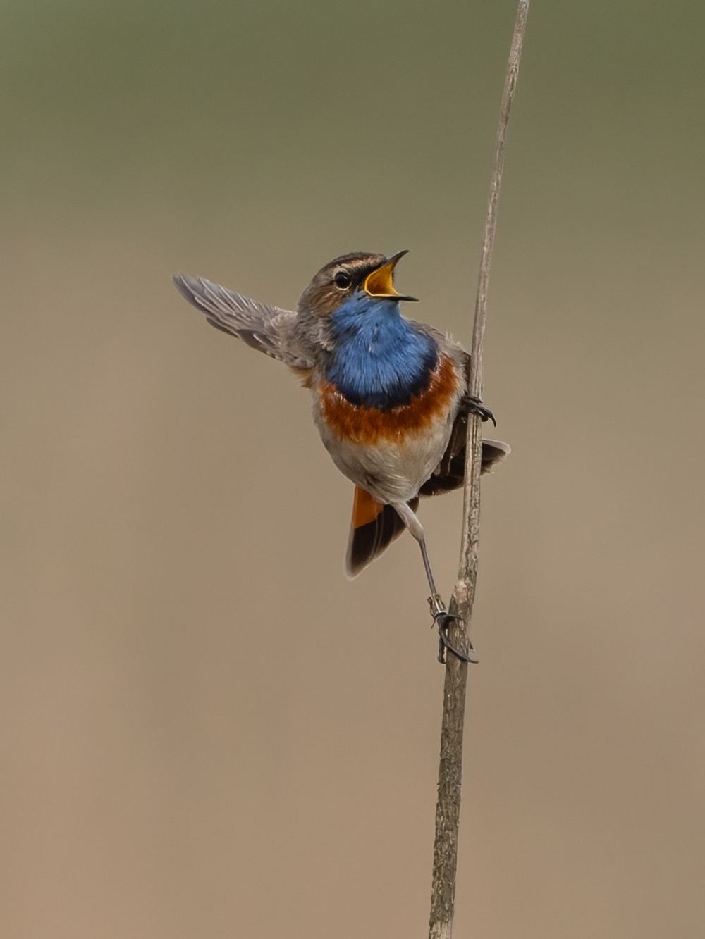 Bluethroat photographed by Dragos Varnav