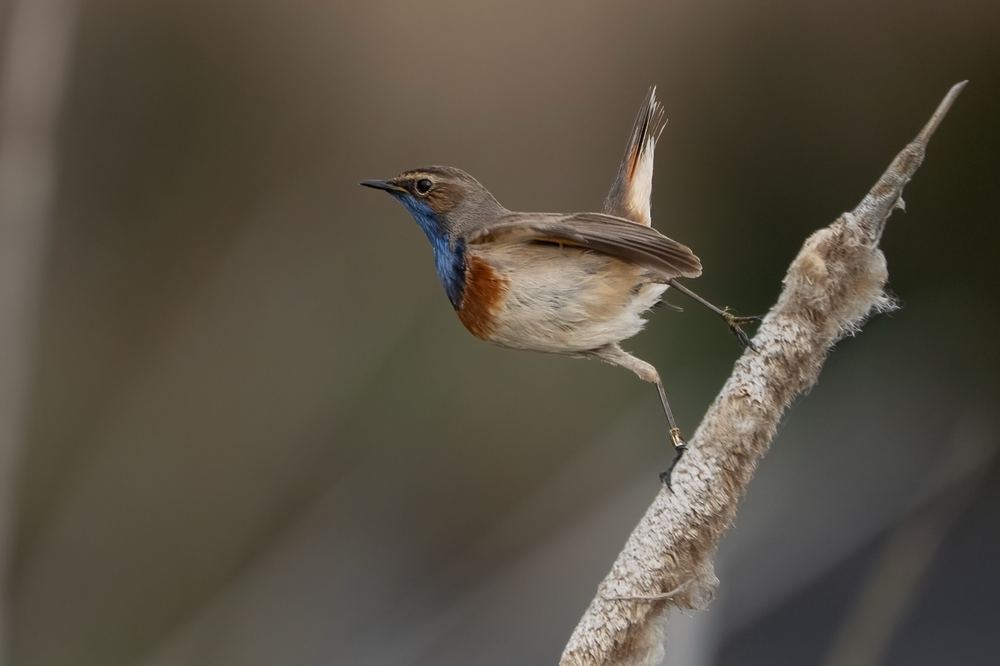 Bluethroat photographed in the Netherlands