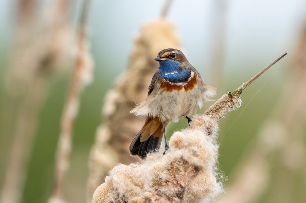 Bluethroat photographed by Dragos Varnav