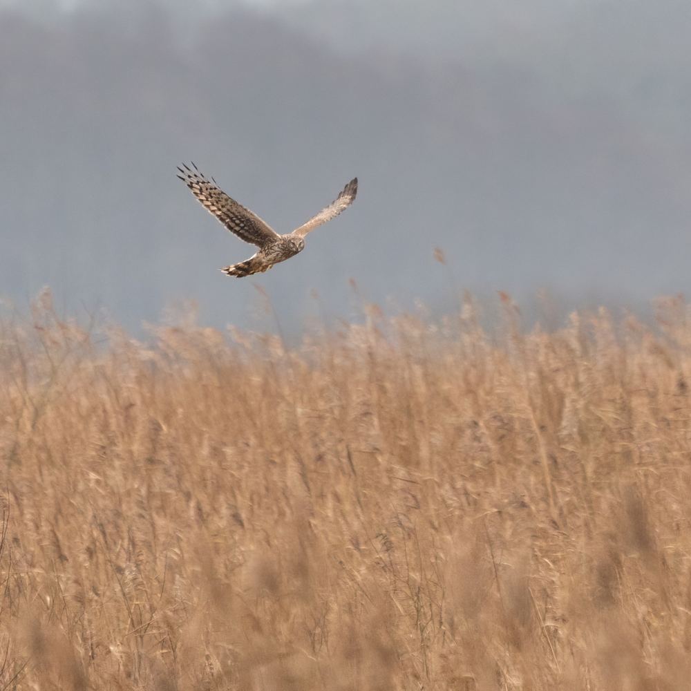 Harrier photographed by Dragos Varnav