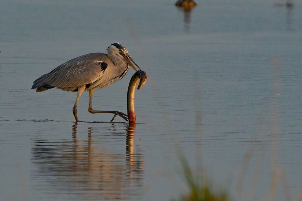 Grey Heron photographed by Dragos Varnav