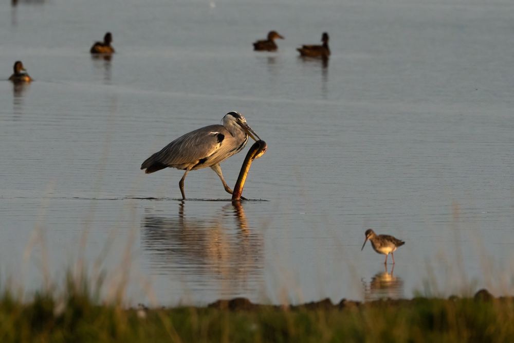 Grey Heron photographed by Dragos Varnav