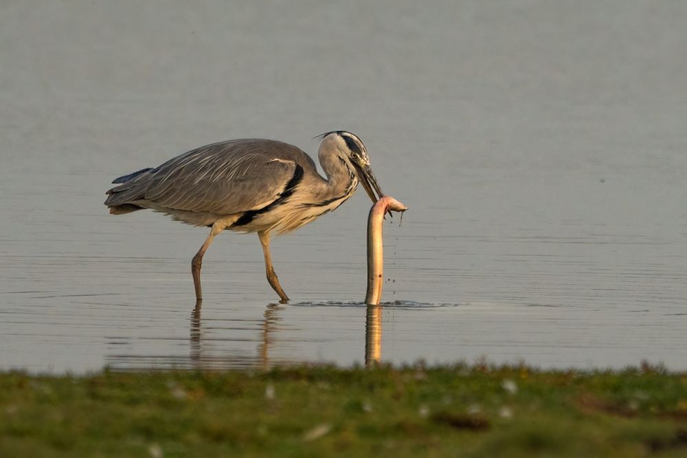 Grey Heron photographed by Dragos Varnav