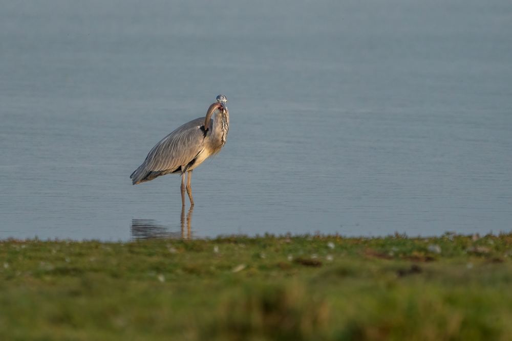 Grey Heron, photographed in the Netherlands