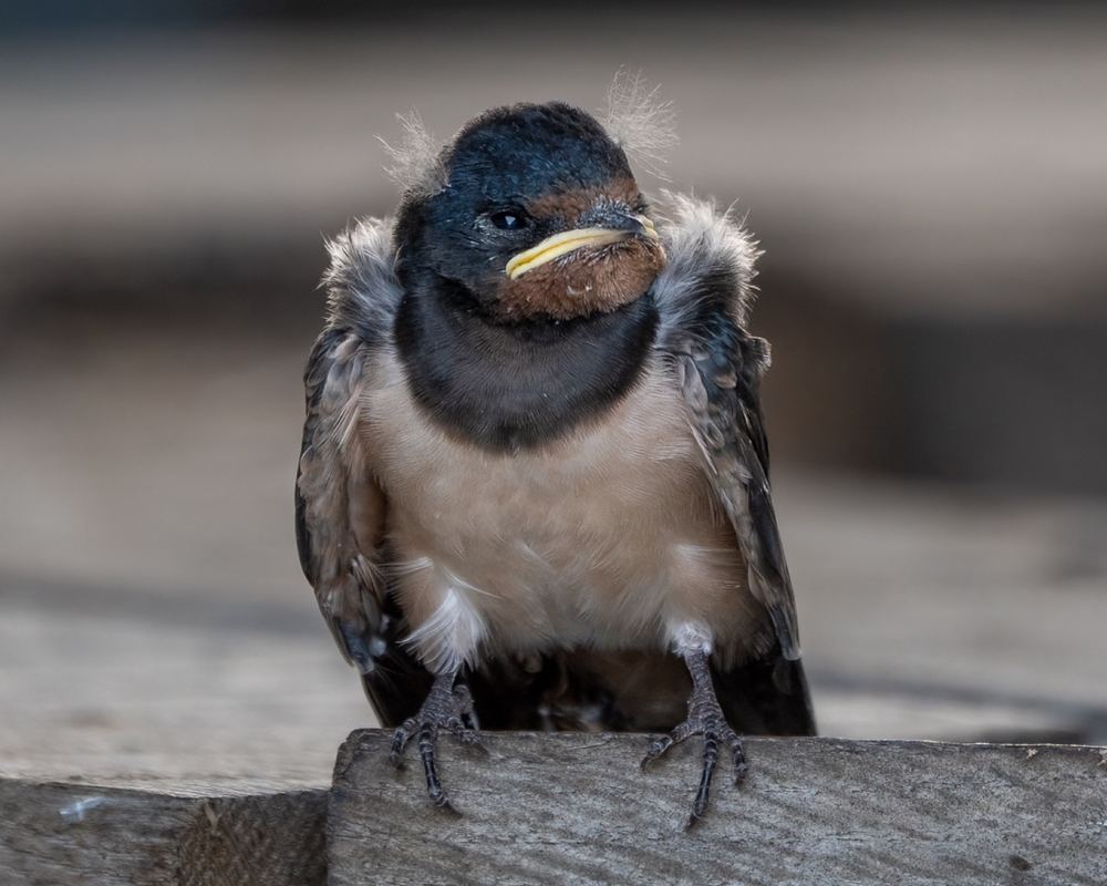 Barn Swallow photographed by Dragos Varnav