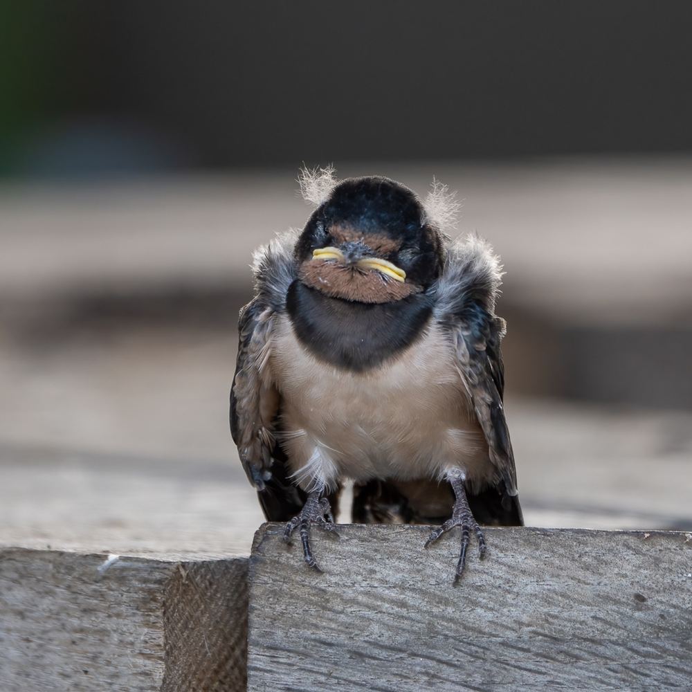 Barn Swallow photographed by Dragos Varnav
