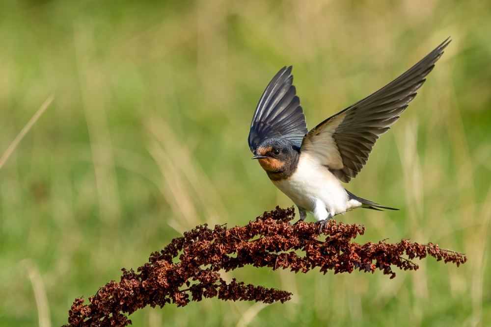 Barn Swallow photographed by Dragos Varnav