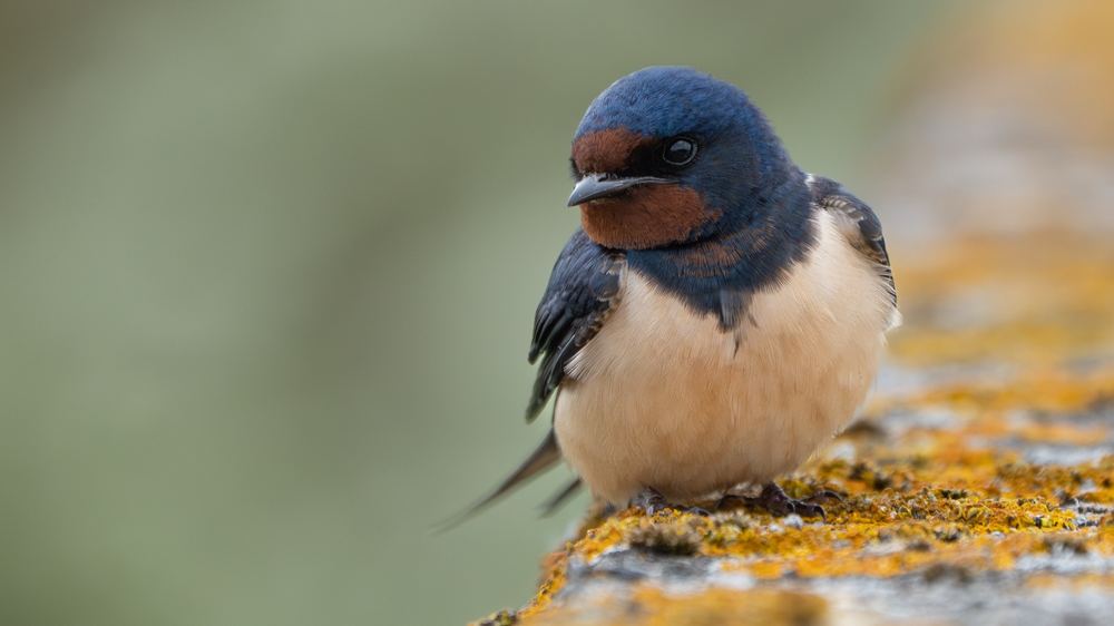 Barn Swallow photographed by Dragos Varnav