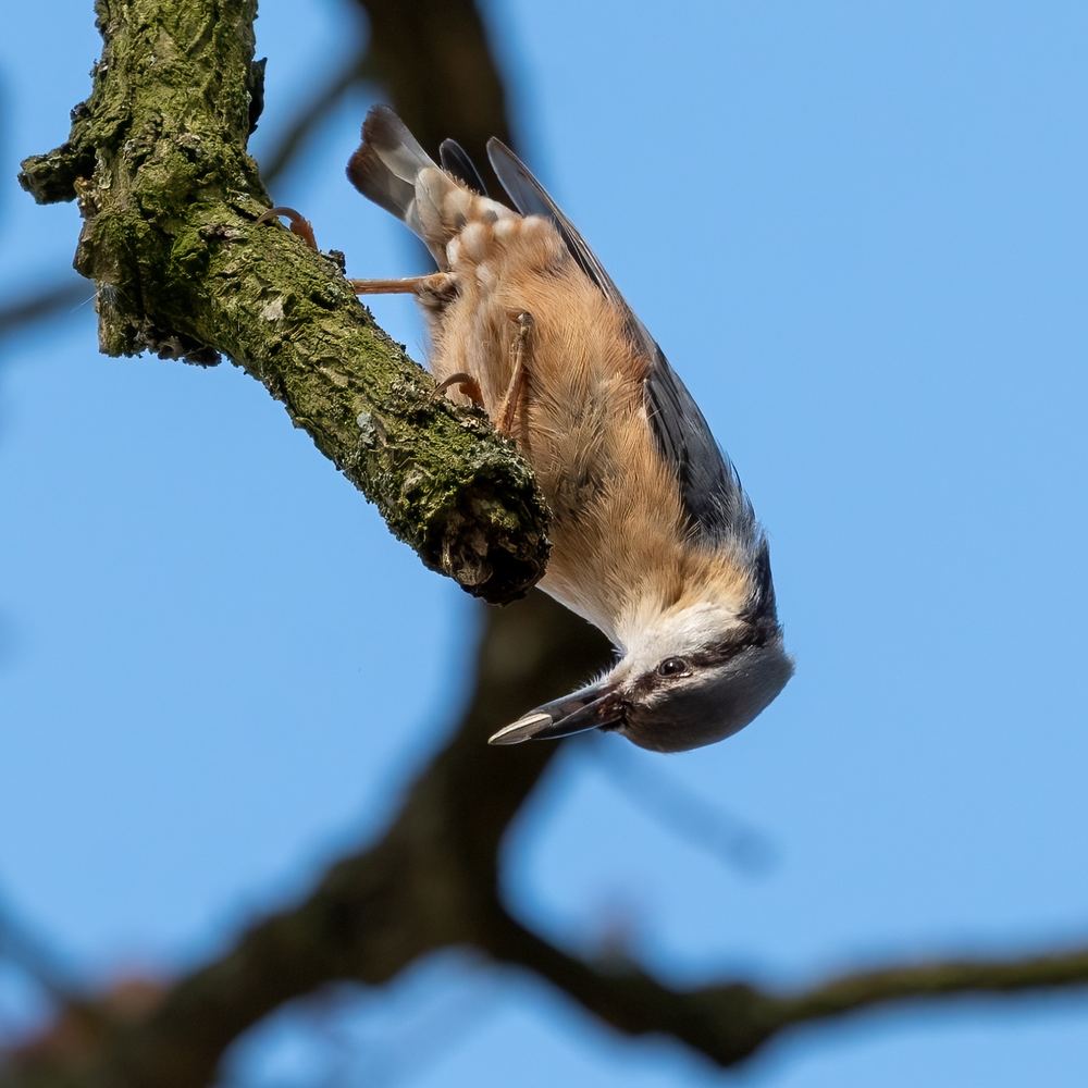 Eurasian Nuthatch photographed by Dragos Varnav