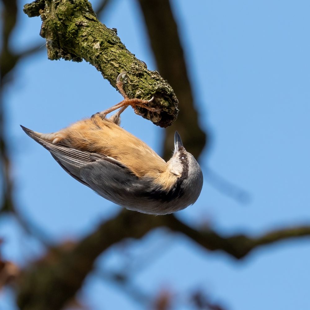 Eurasian Nuthatch photographed by Dragos Varnav