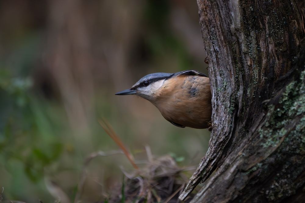 Eurasian Nuthatch, photographed in the Netherlands