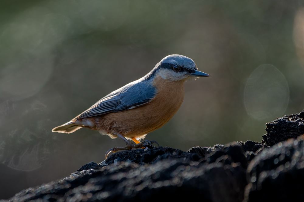 Eurasian Nuthatch photographed by Dragos Varnav
