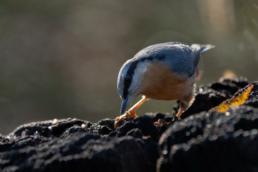 Eurasian Nuthatch photographed by Dragos Varnav