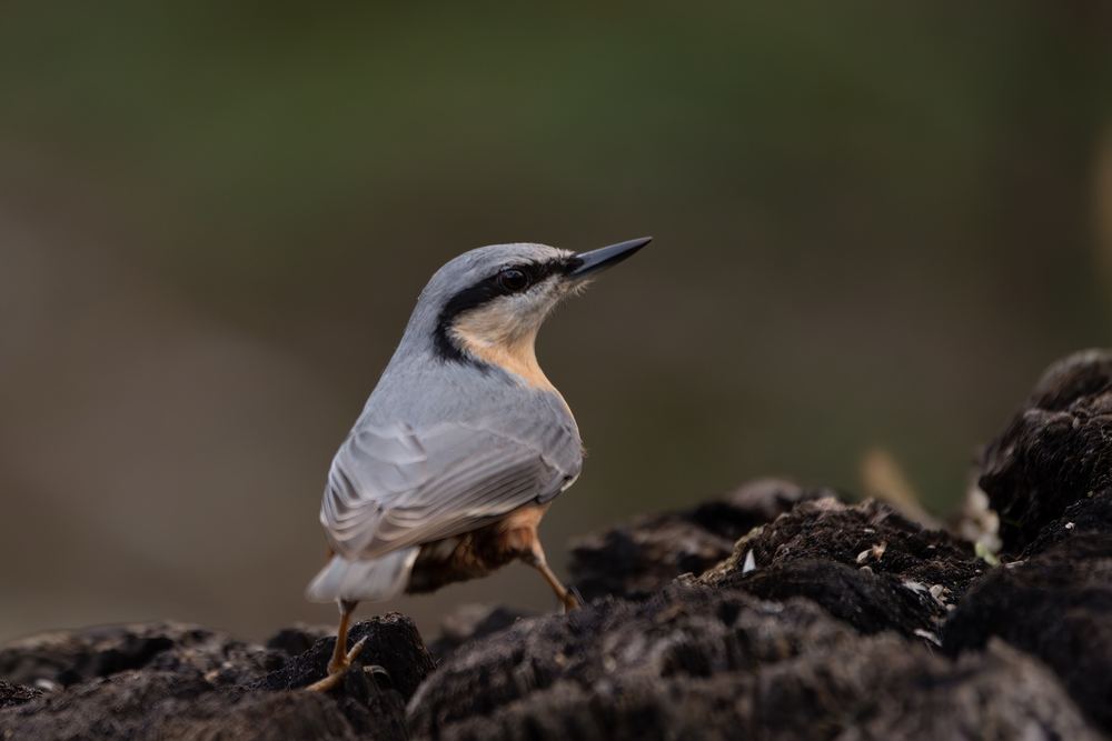 Eurasian Nuthatch photographed by Dragos Varnav