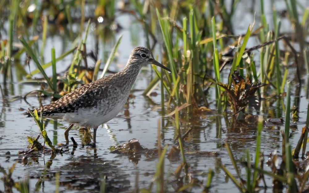 Wood Sandpiper photographed by Dragos Varnav