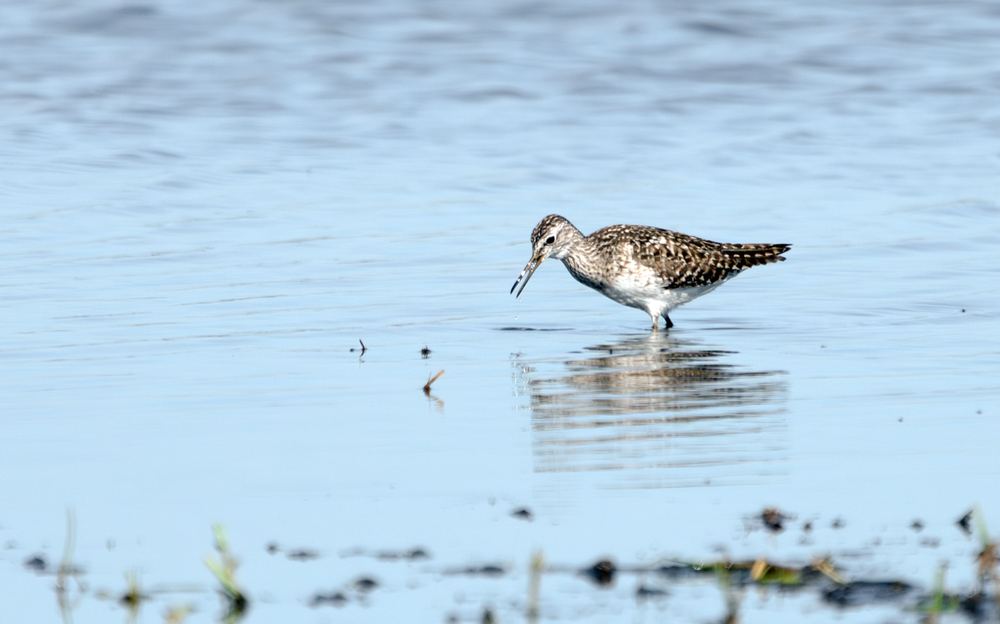 Wood Sandpiper, photographed in the Netherlands