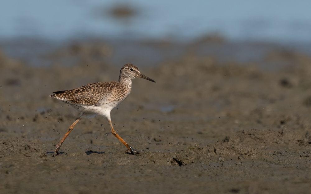 Wood Sandpiper photographed by Dragos Varnav
