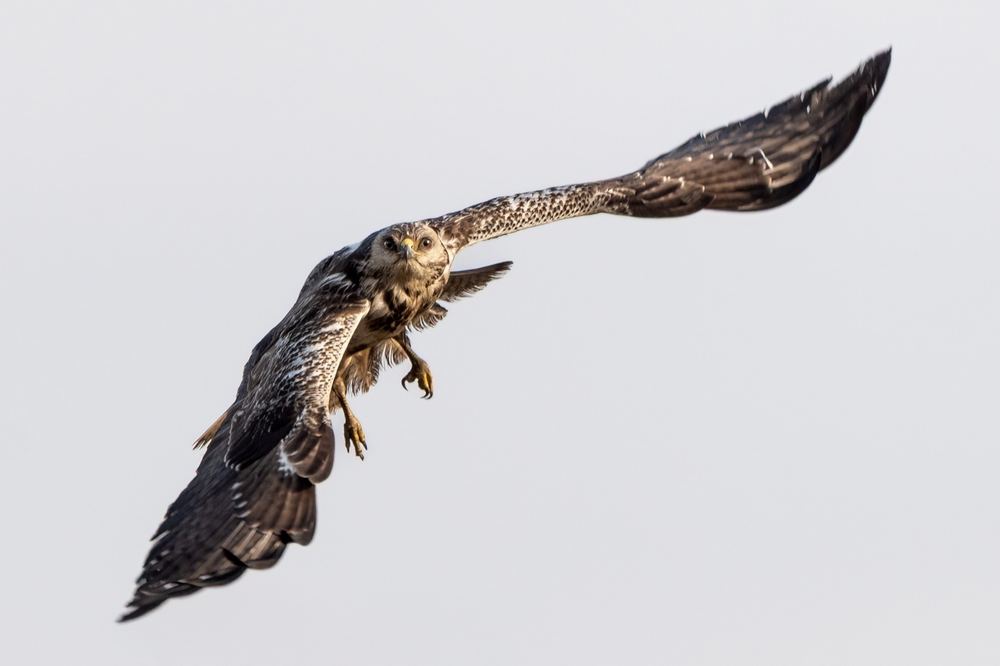 Common Buzzard photographed by Dragos Varnav