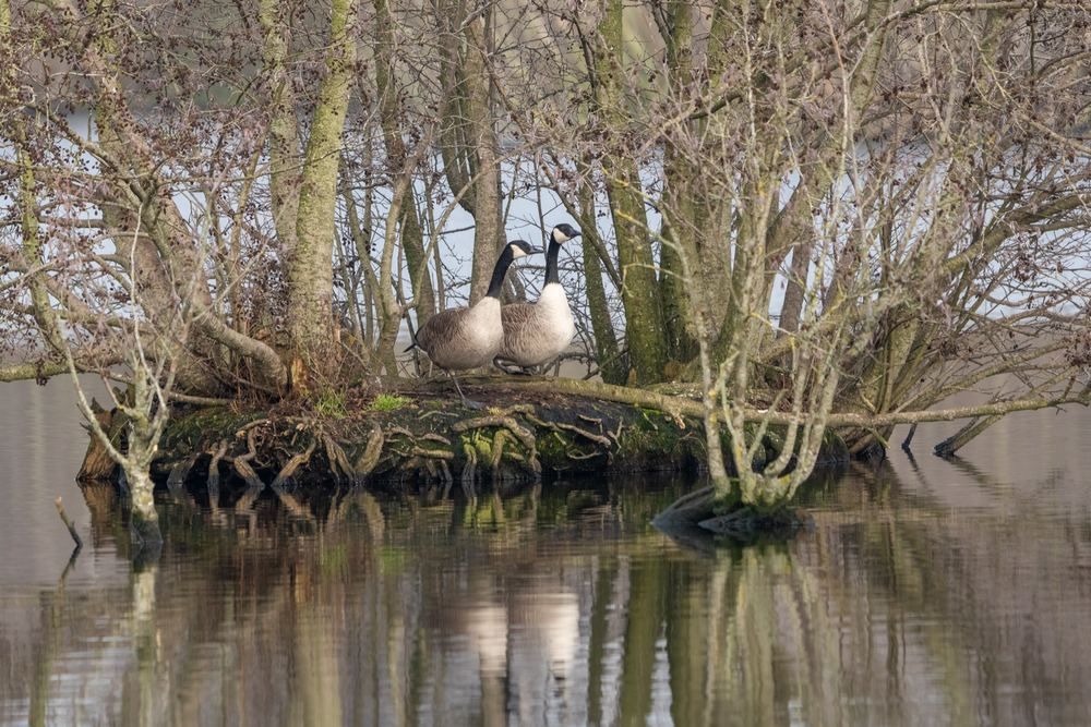 Canada Goose photographed by Dragos Varnav