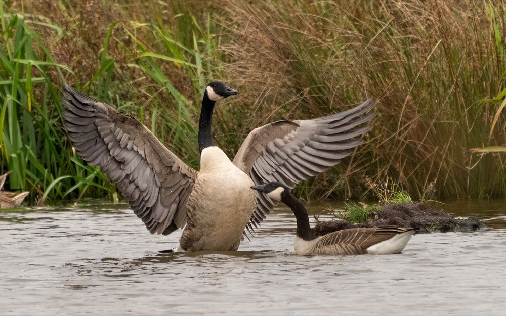 Canada Goose photographed by Dragos Varnav