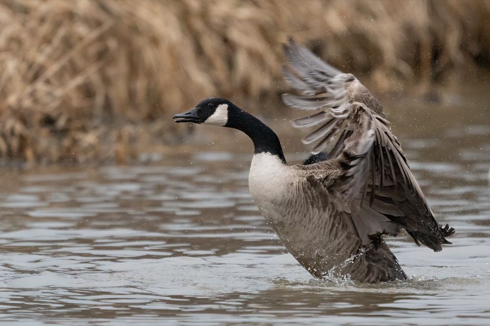 Canada Goose photographed by Dragos Varnav