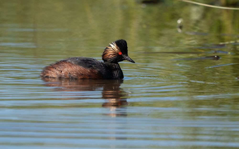 Black-necked Grebe photographed by Dragos Varnav