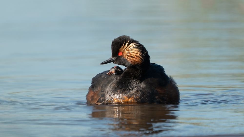 Black-necked Grebe