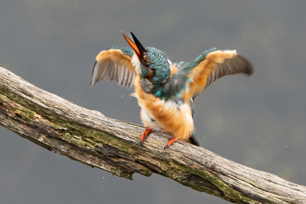 Common Kingfisher photographed by Dragos Varnav