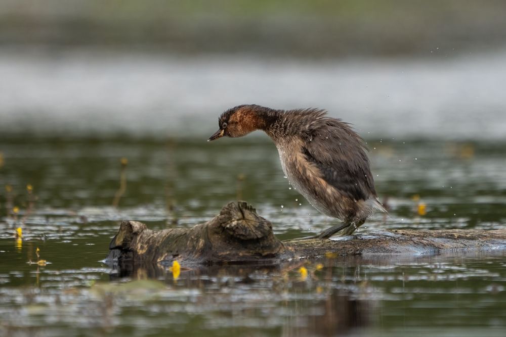 Little Grebe photographed by Dragos Varnav