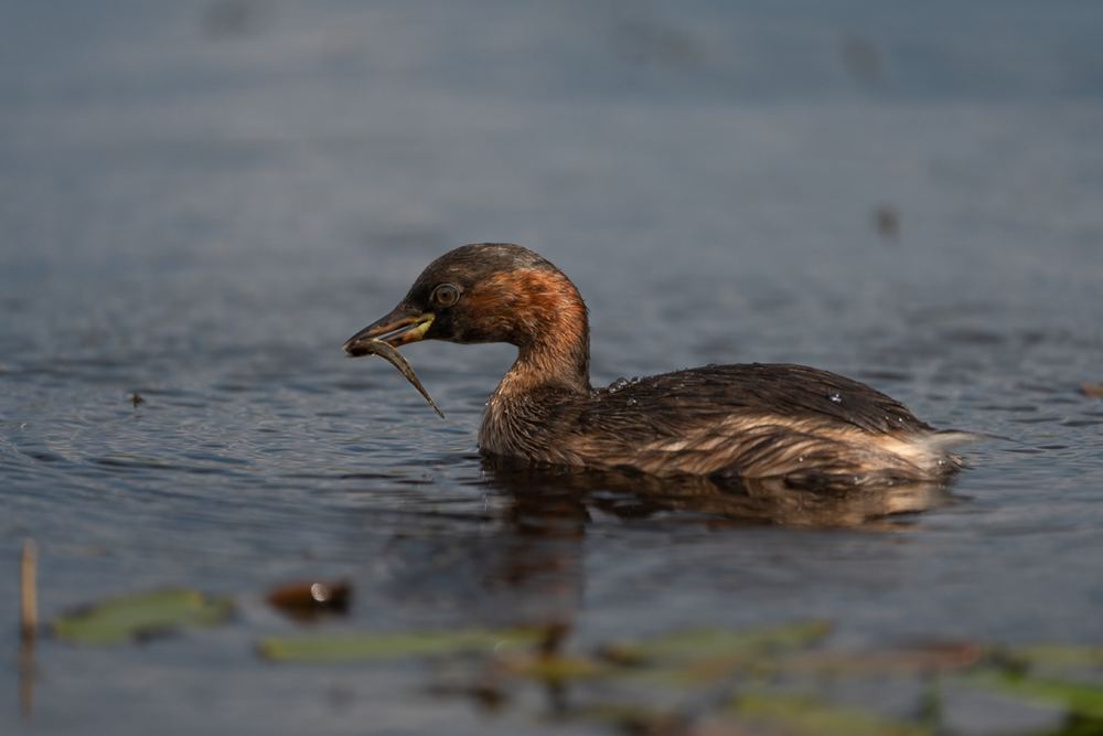 Little Grebe photographed by Dragos Varnav