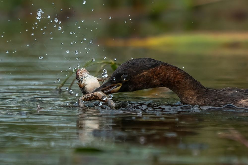 Little Grebe photographed by Dragos Varnav