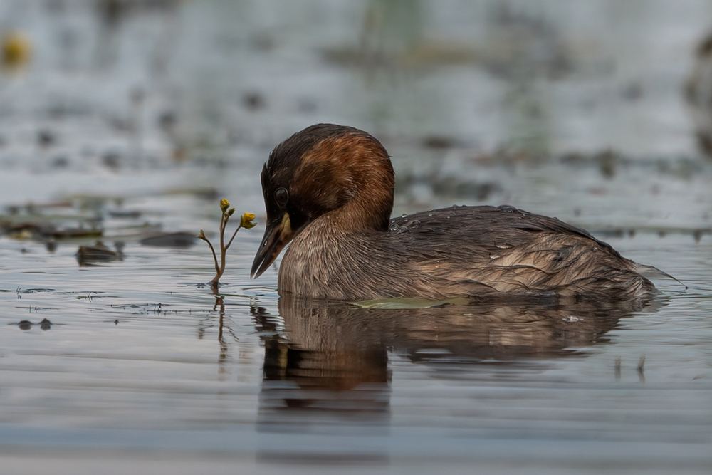 Little Grebe photographed by Dragos Varnav