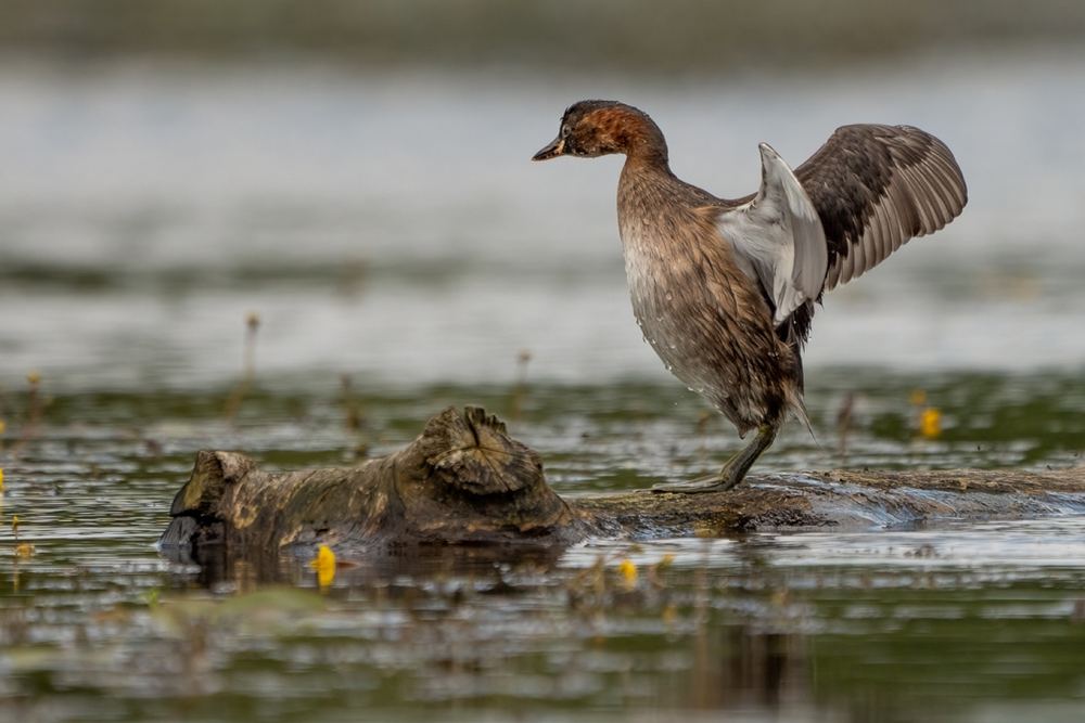 Little Grebe photographed by Dragos Varnav