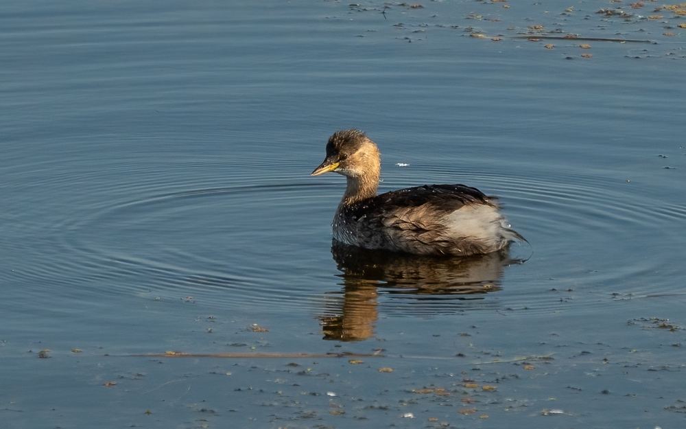 Little Grebe photographed by Dragos Varnav