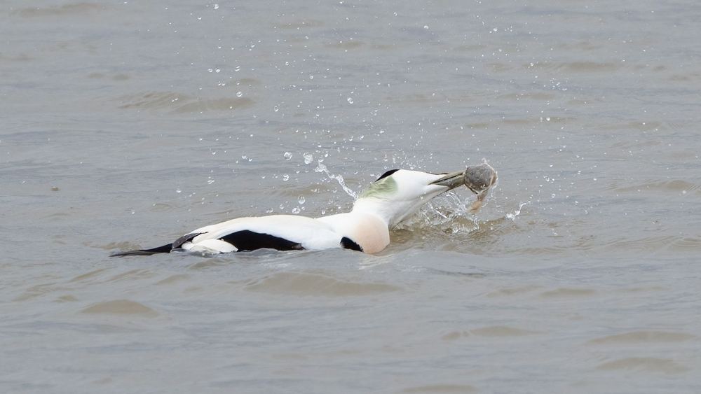 Common Eider photographed by Dragos Varnav