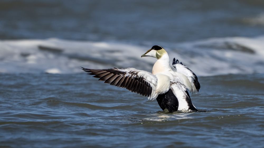 Common Eider, photographed in the Netherlands
