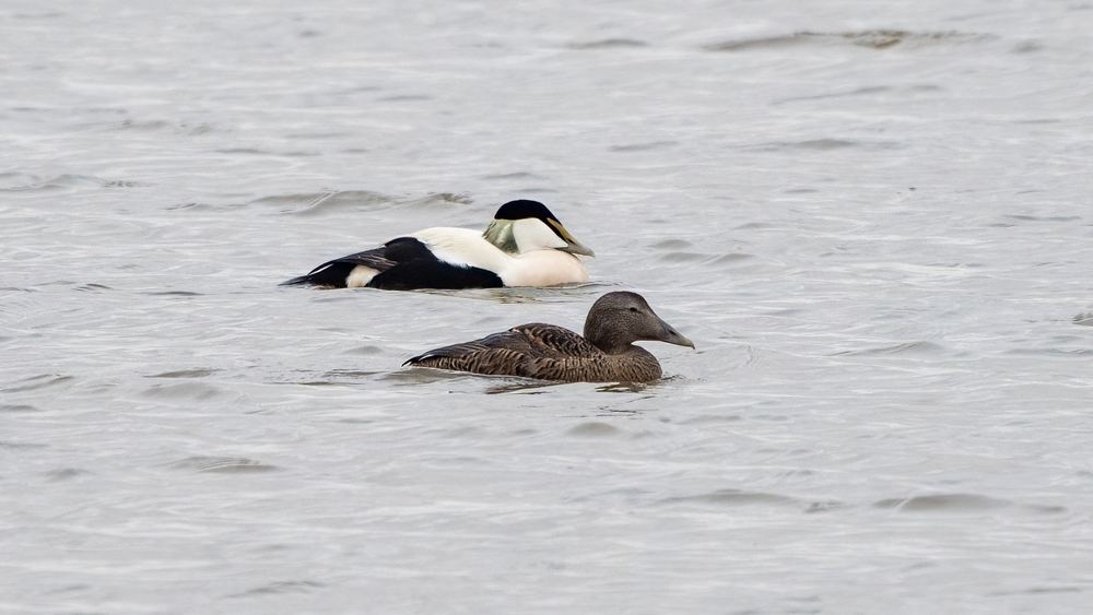 Common Eider photographed by Dragos Varnav