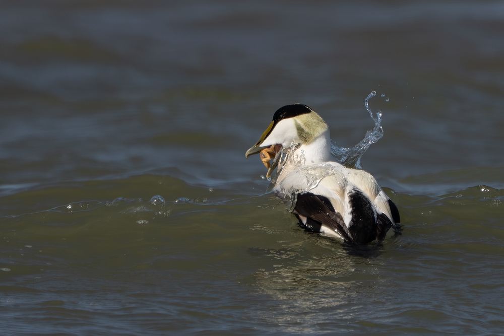 Common Eider photographed by Dragos Varnav